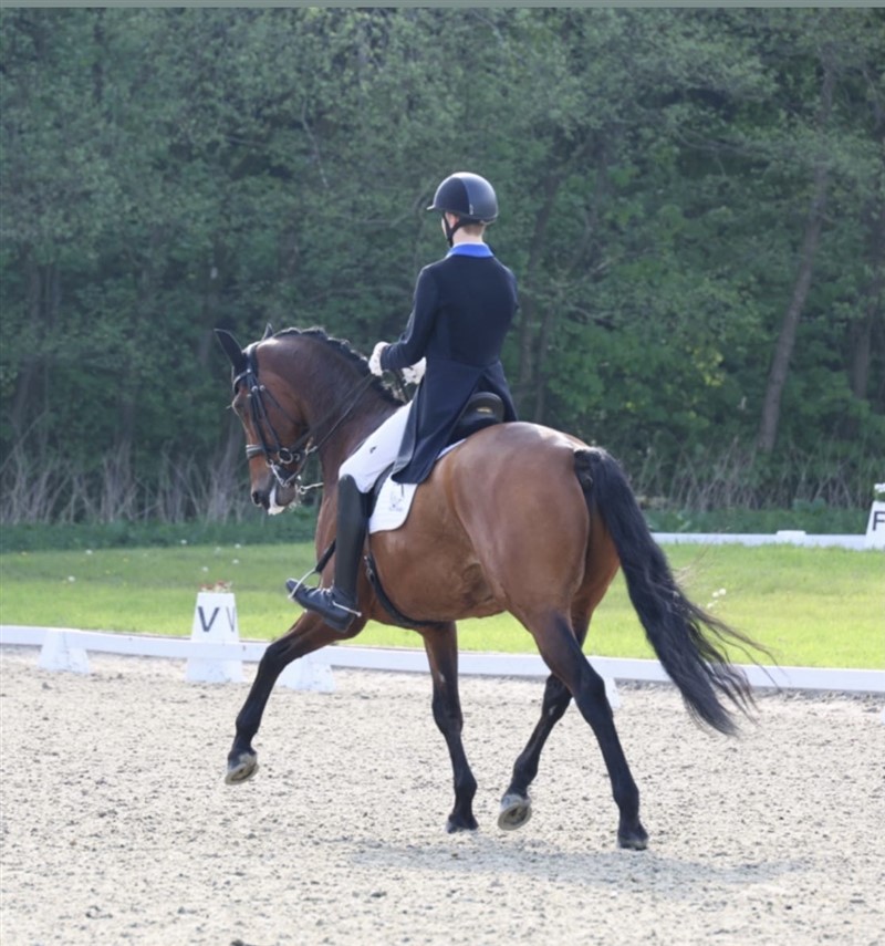 Blue Hors Zwobber & Anders