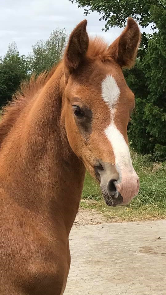 Hoppeføl efter Hesselhøj Donkey Boy/Blue Hors Zack.