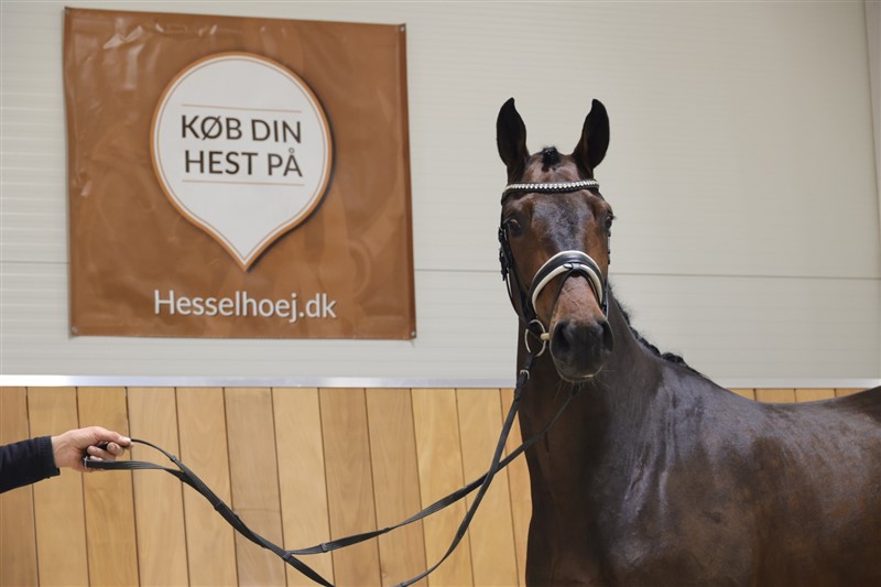 Forbigående forhøjet ven Solgte heste - hesselhoej.dk
